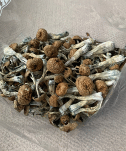 PSILOCYBE BAECOYSTIS